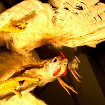 Kanad Ferrodrumi näitusel 2008 / Chickens on display at Ferrodrum Gallery 2008